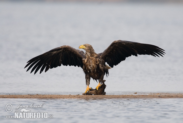 Aquila di mare dalla coda bianca