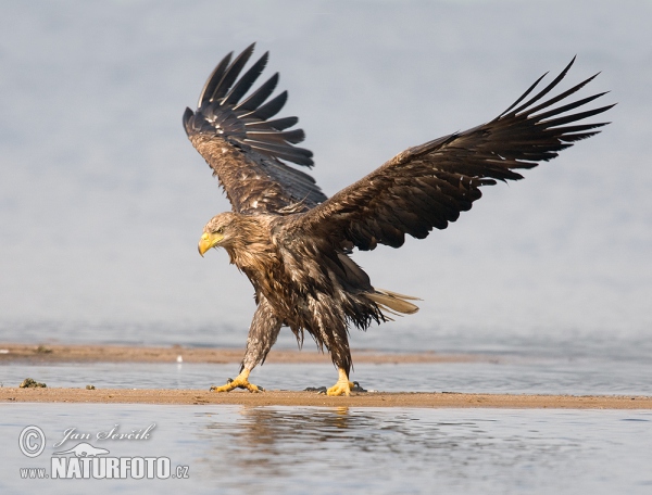 Aquila di mare dalla coda bianca