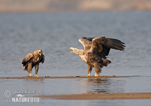 Aquila di mare dalla coda bianca