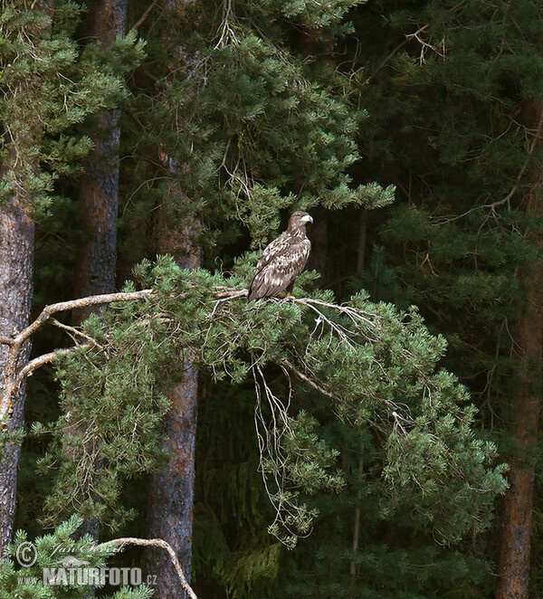 Aquila di mare dalla coda bianca