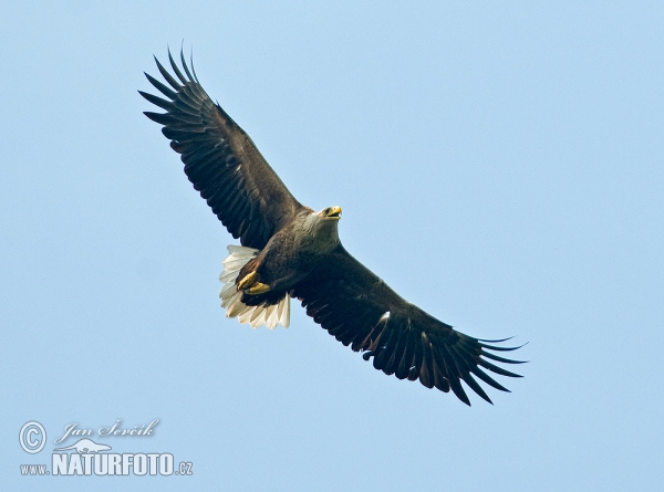 Aquila di mare dalla coda bianca