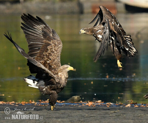 Aquila di mare dalla coda bianca