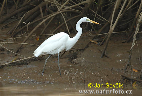 Ardea alba