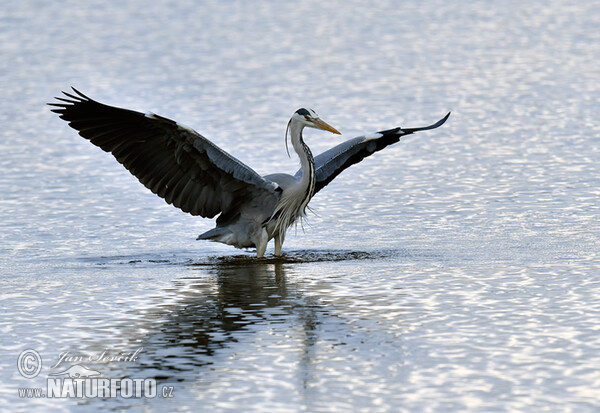 Ardea cinerea