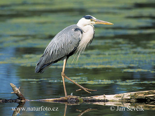 Ardea cinerea