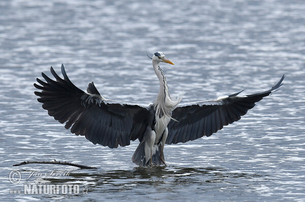 Ardea cinerea