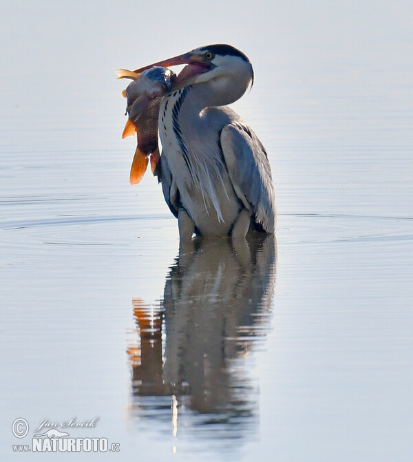 Ardea cinerea