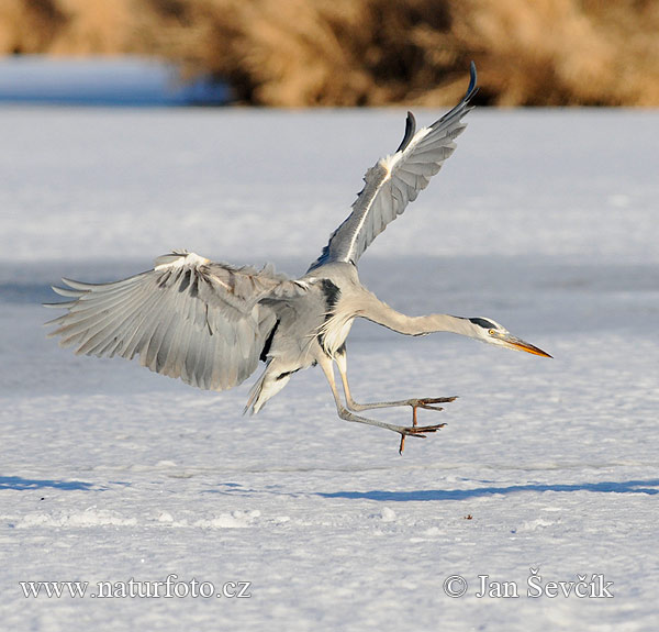 Ardea cinerea