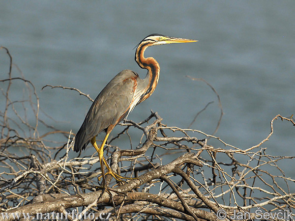 Ardea purpurea