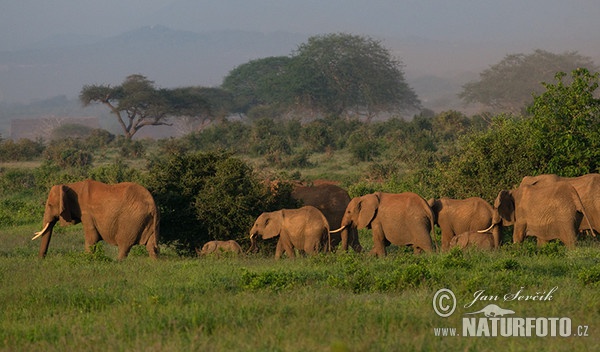 avanne-olifant