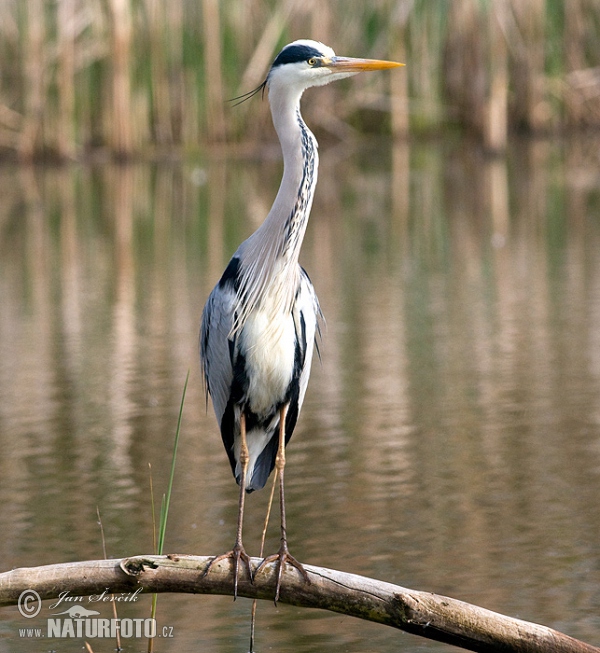 Bernat pescaire