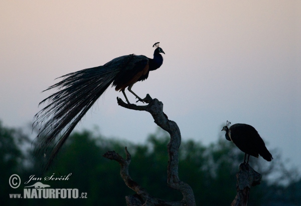 Blauer Pfau