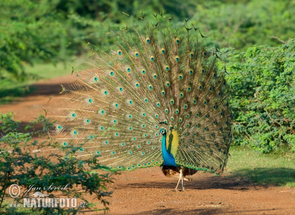 Blauer Pfau