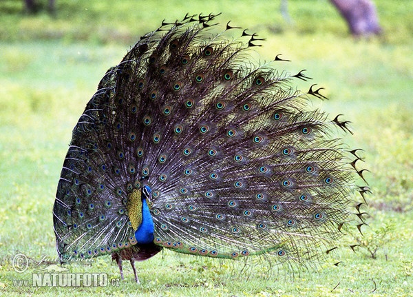 Blauer Pfau