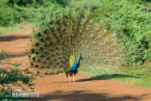 Blauer Pfau