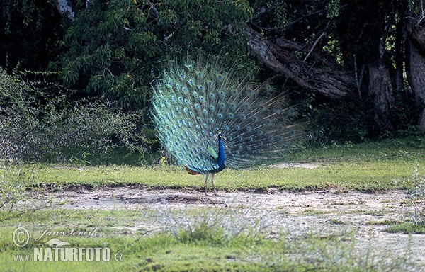 Blauer Pfau