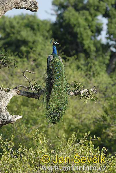 Blauer Pfau