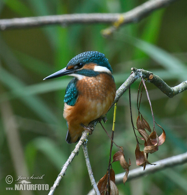 Blauet