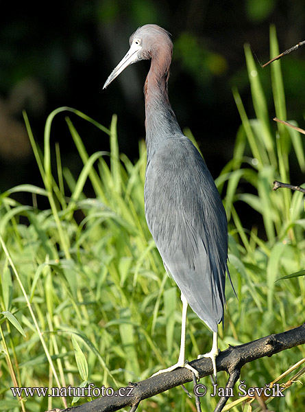 Blaureiher