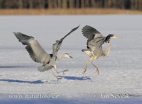 Blauwe reiger