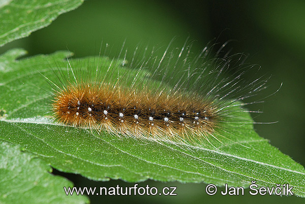 Brauner Bär Schmetterling