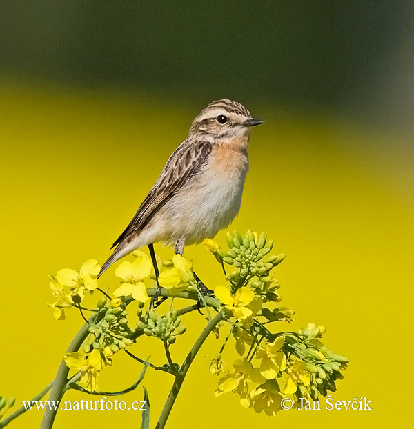 Braunkehlchen