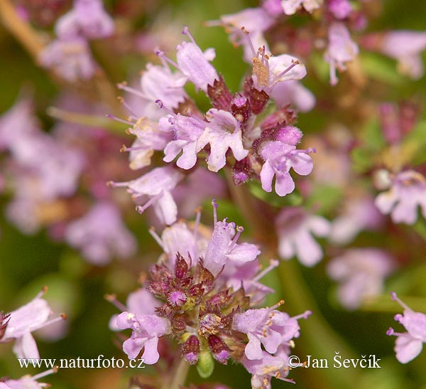 Breitblättriger Thymian