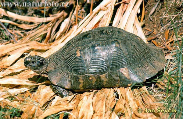 Breitrandschildkröte