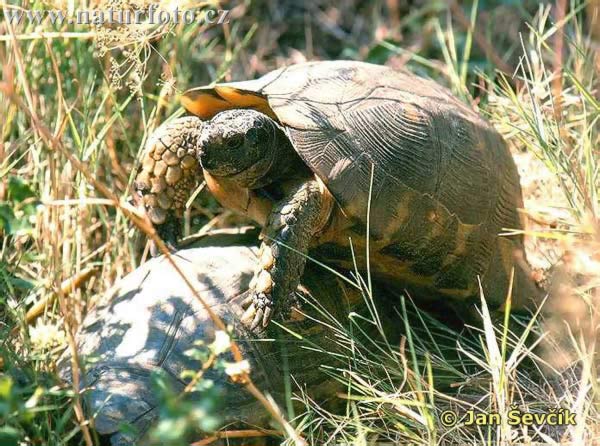 Breitrandschildkröte