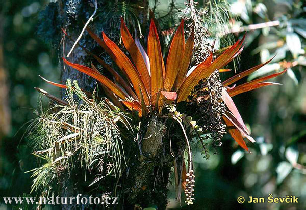 bevægelse Palads Arving Bromelia sp. Pictures, Bromelia Images, Nature Wildlife Photos | NaturePhoto