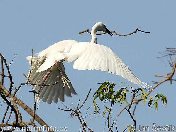 Burung Bangau Besar