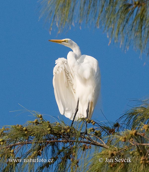 Burung Bangau Besar