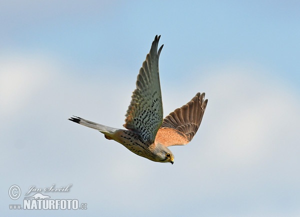 Burung Falko Serani