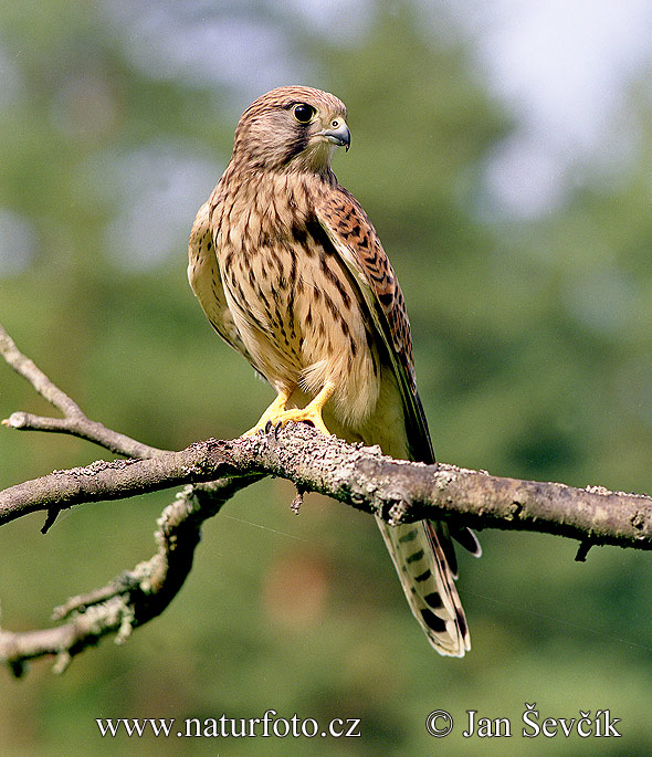 Burung Falko Serani