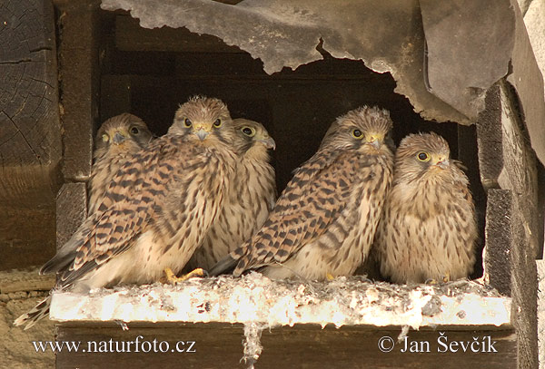 Burung Falko Serani