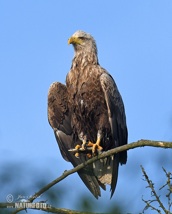 Burung Lang Ekor Putih