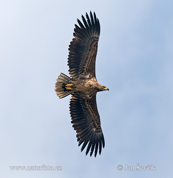 Burung Lang Ekor Putih