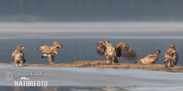 Burung Lang Ekor Putih