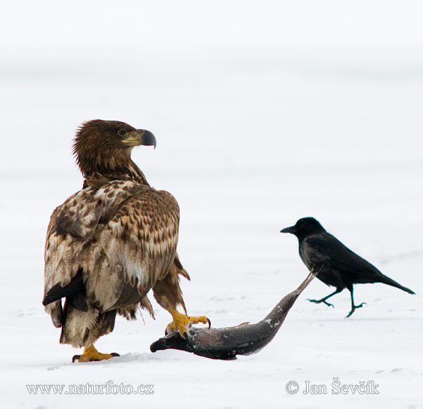 Burung Lang Ekor Putih