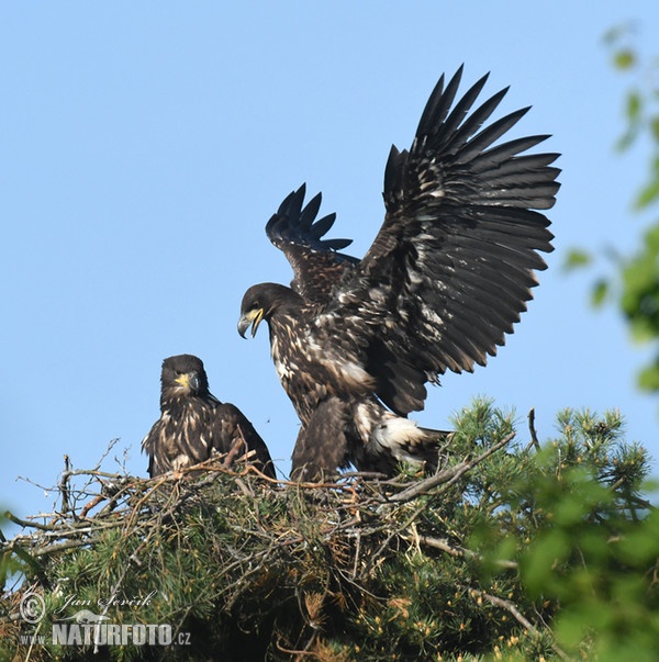 Burung Lang Ekor Putih