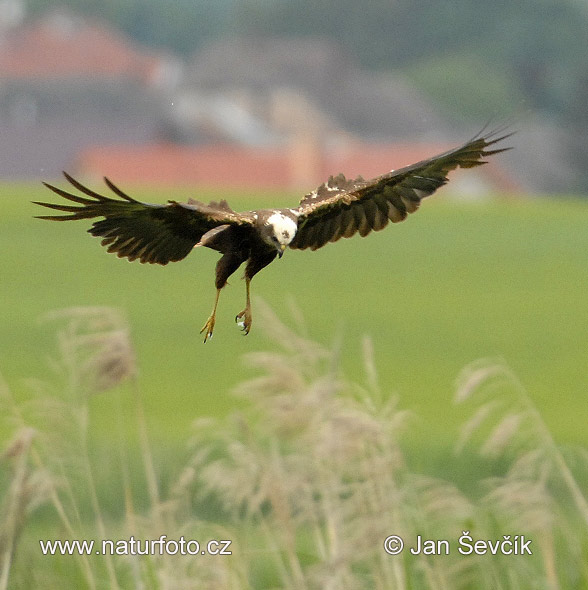 Burung Lang Kepala Putih