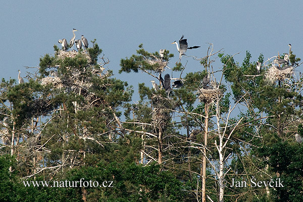 Burung Puchong Seriap