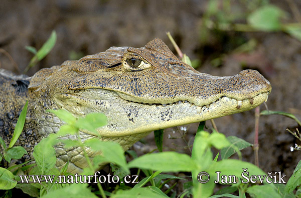 Caimán de anteojos