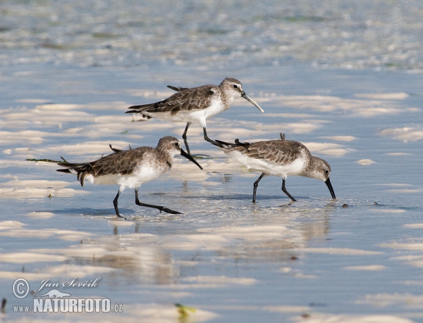 Calidris ferruginea