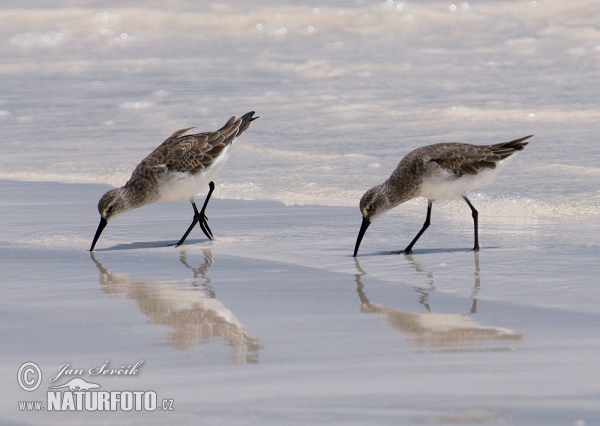 Calidris ferruginea