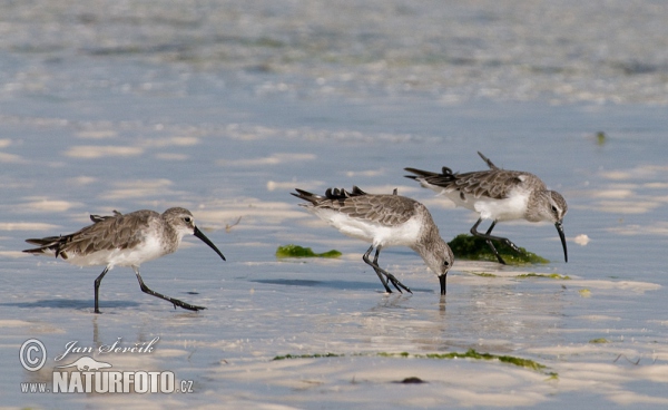 Calidris ferruginea