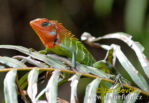 Calotes Calotes Pictures Green Forest Lizard Images Nature Wildlife