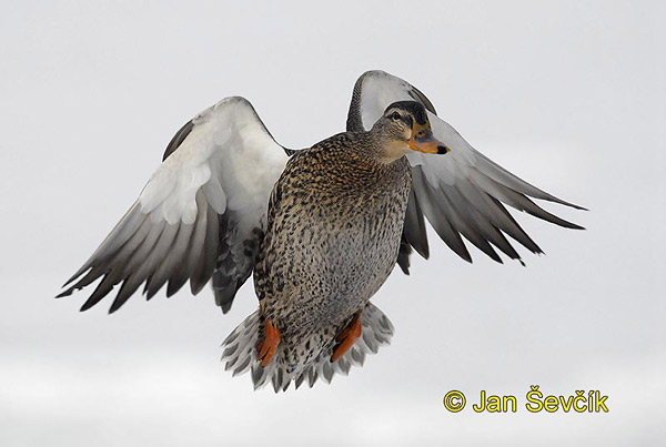 Canard colvert