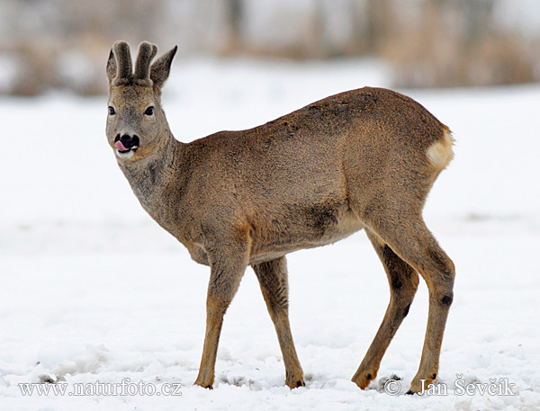 Capreolus capreolus