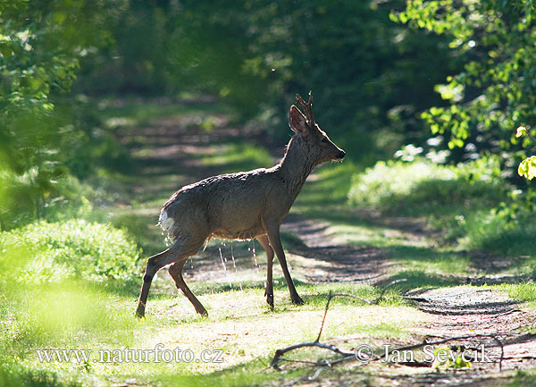 Capreolus capreolus